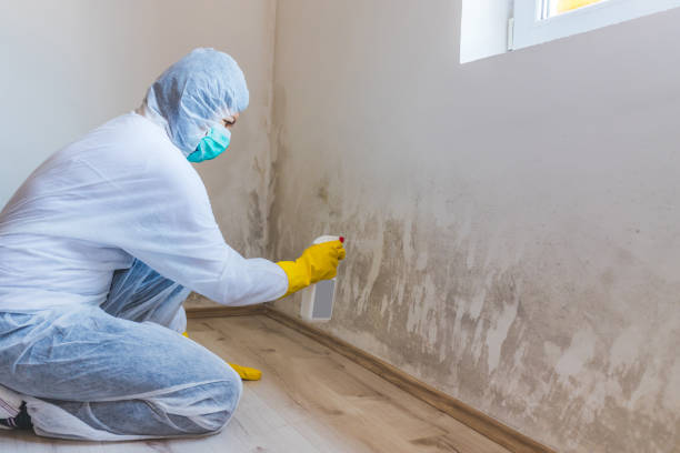Professional mold removal team in Elmira